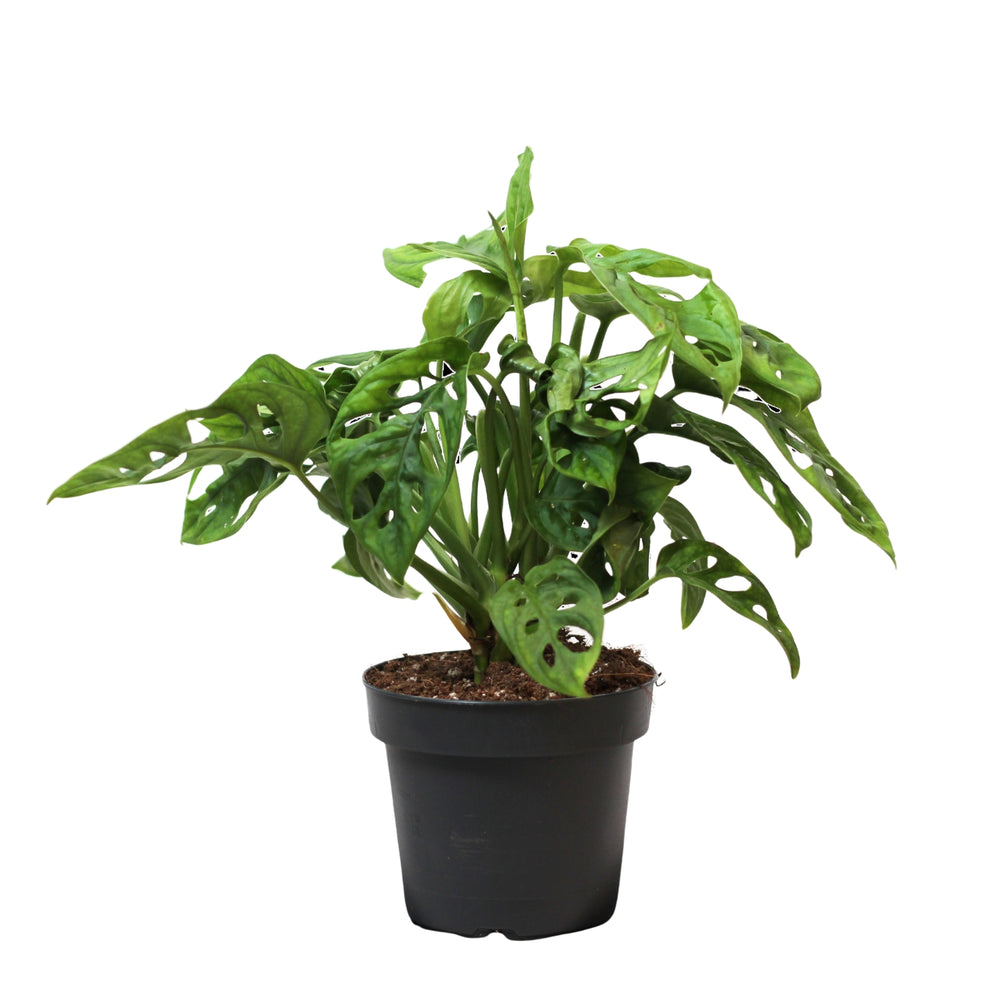 Monstera Adansonii
