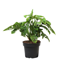 Monstera Adansonii