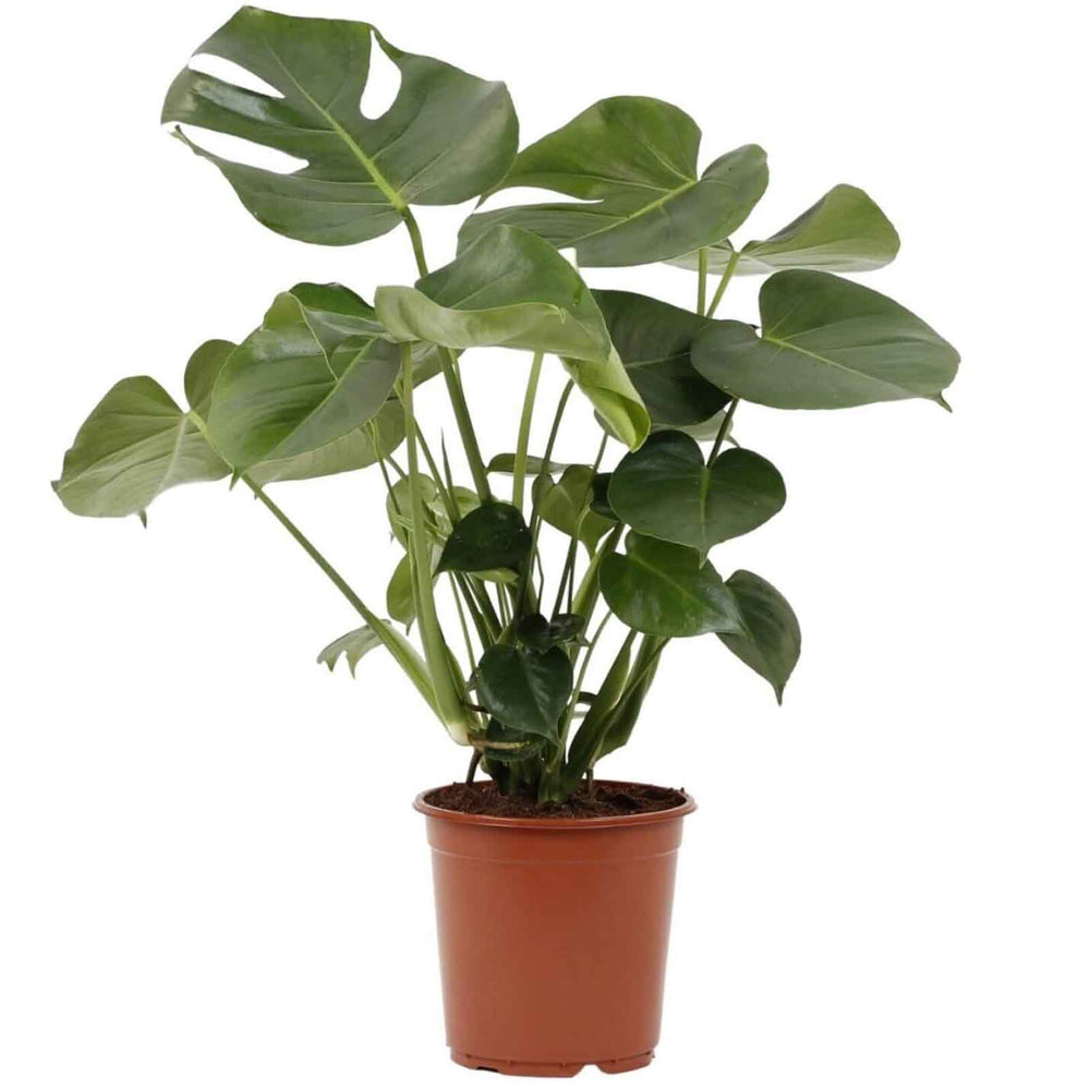 Monstera Deliciosa | Oreille d'éléphant
