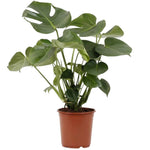 planta de interior best seller monstera deliciosa costela de adão resistente fácil de cuidar planta tropical em vaso de plástico