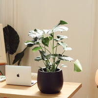 Monstera com Vaso Hemera