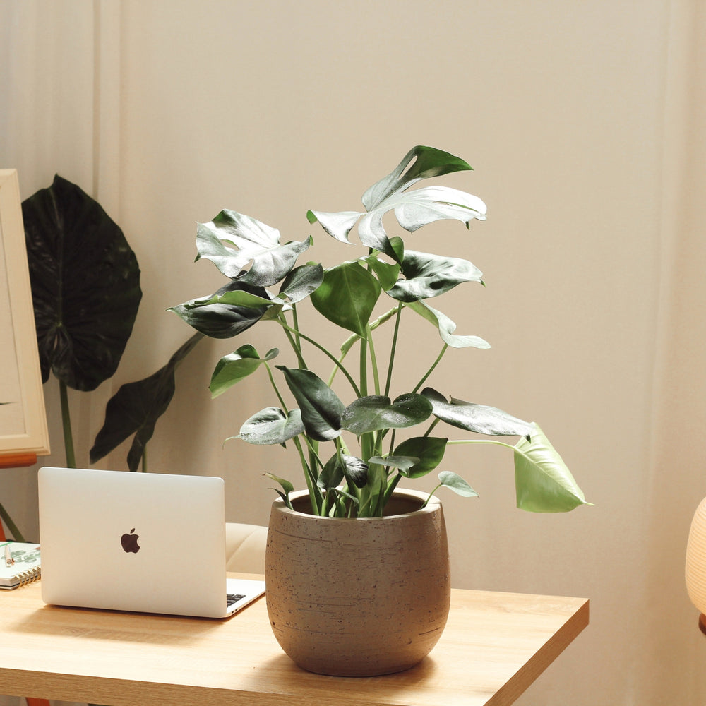 Monstera with Hemera Pot