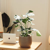 Monstera com Vaso Hemera