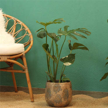 Monstera Thai Constellation