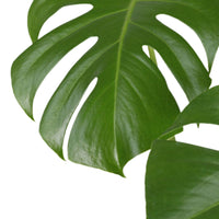 Monstera com Vaso Hemera