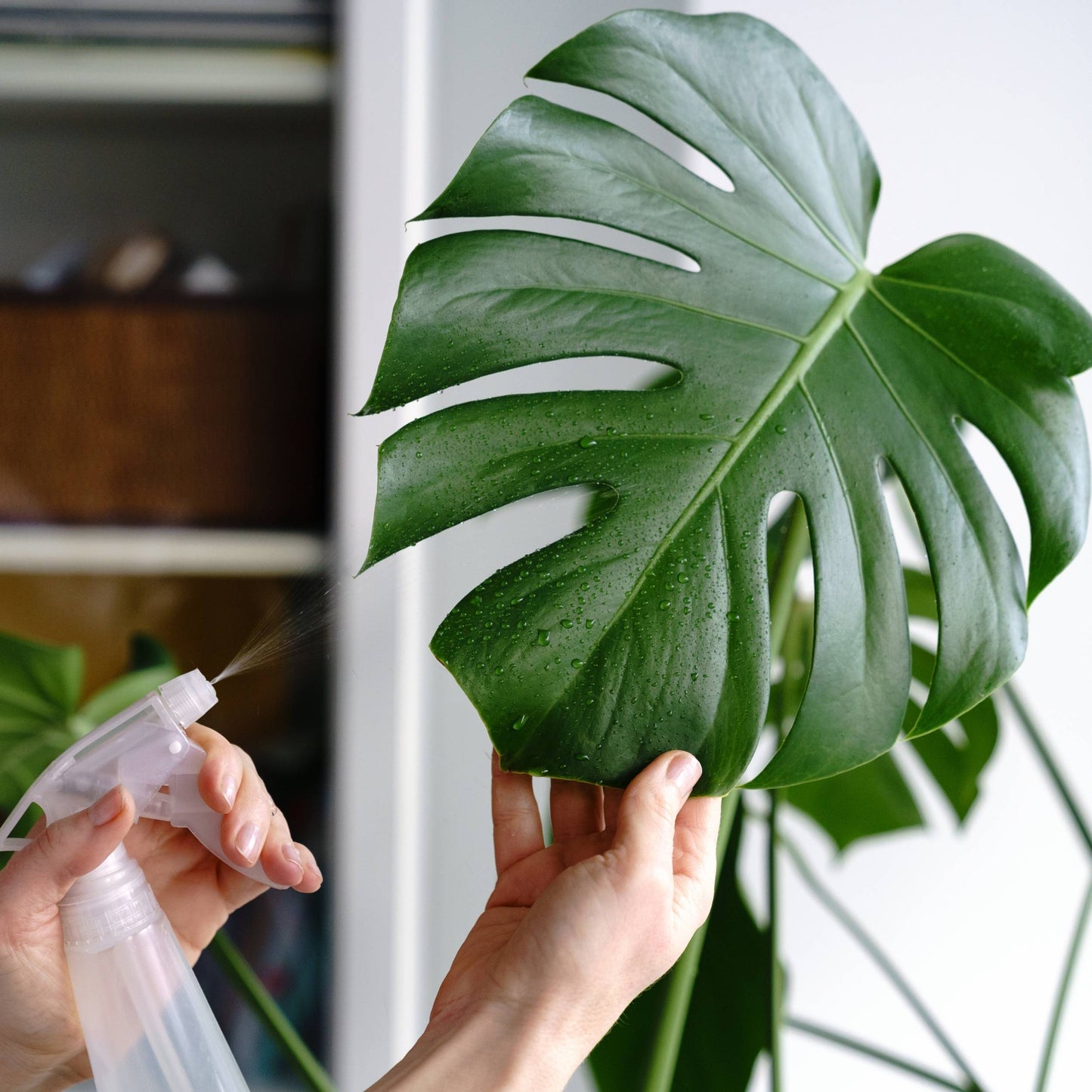 Monstera com Vaso Hemera