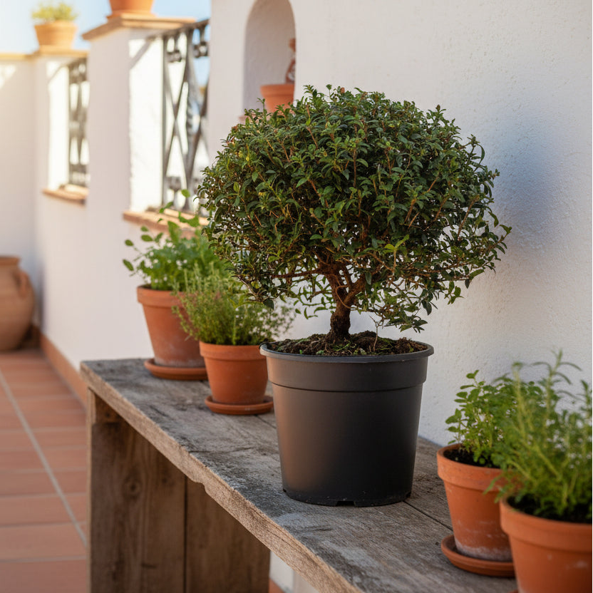 Myrtus Communis | Murta