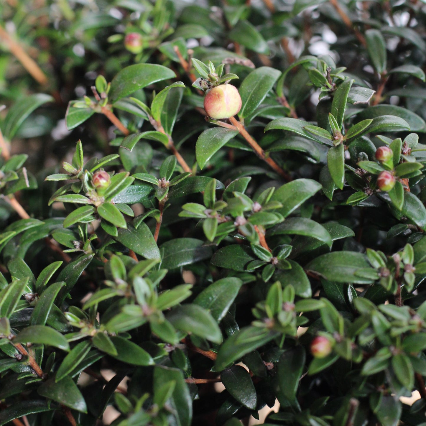 Myrtus Communis | Murta