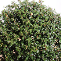 Myrtus Communis | Murta