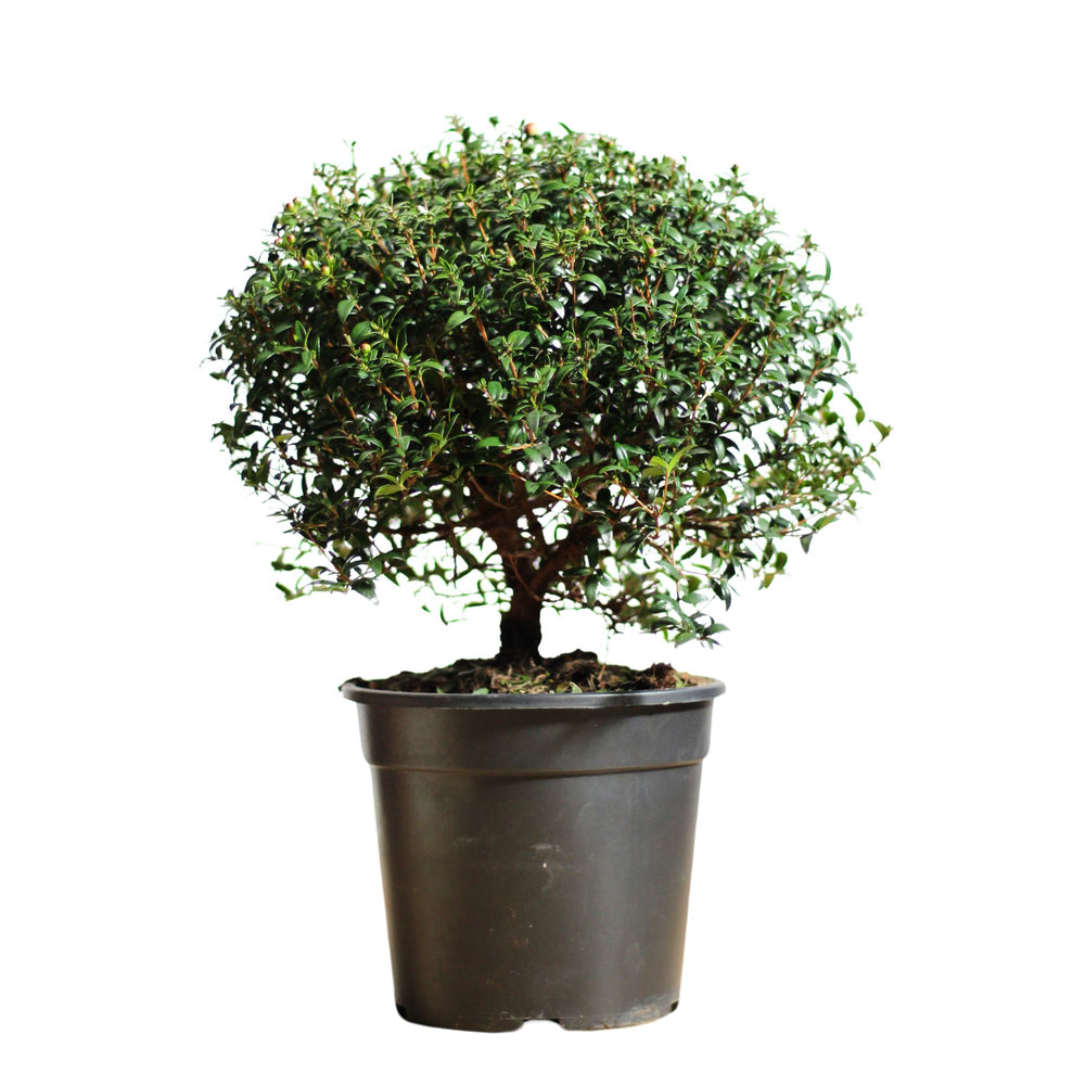 Myrtus Communis | Myrte