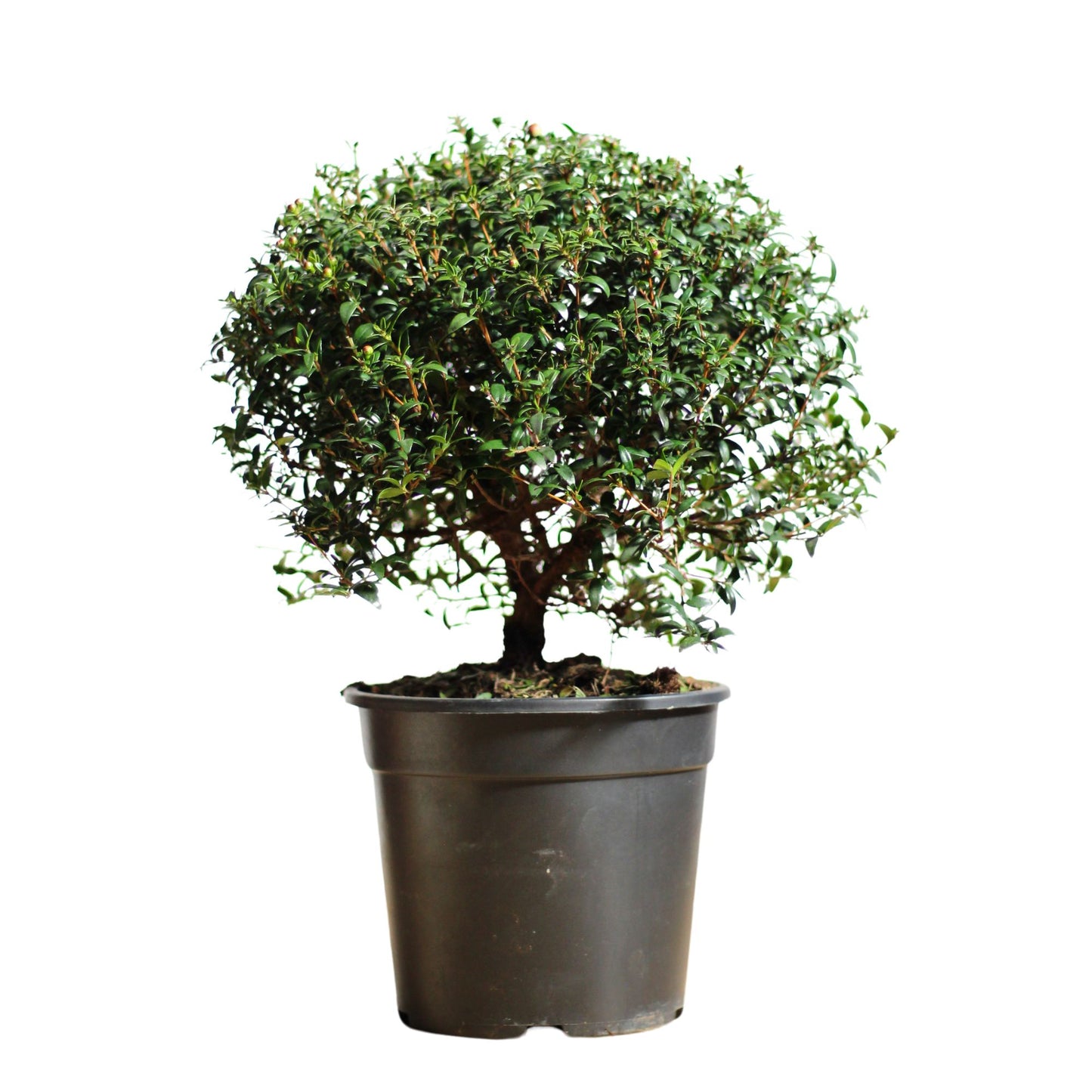 Myrtus Communis | Murta