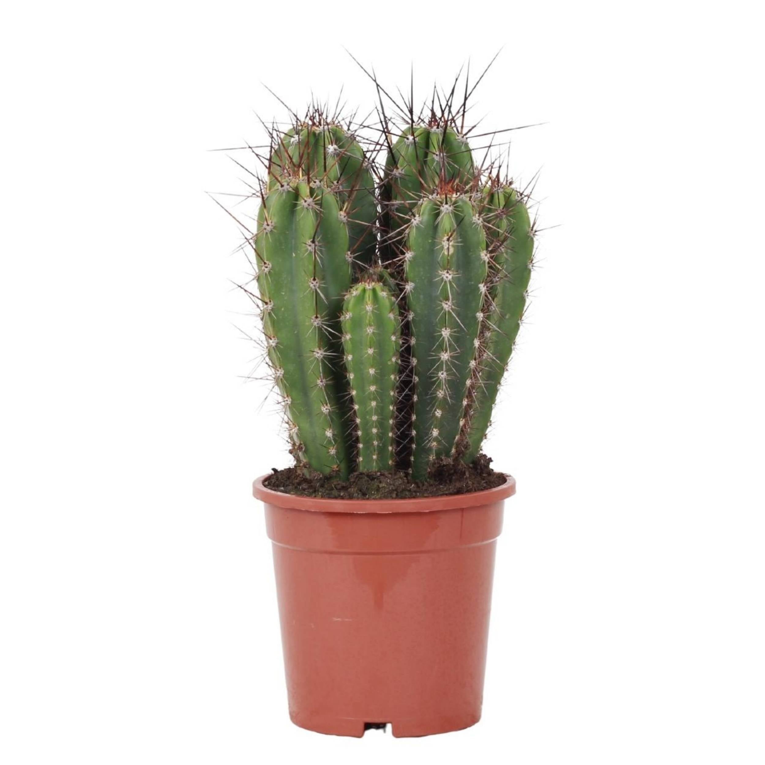 Cactus Cimora