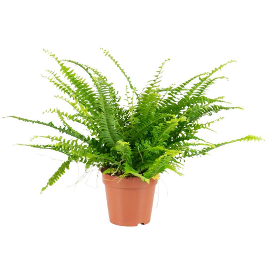 Nephrolepis exaltata (Feto) em vaso de plástico, com folhas verdes vibrantes e elegantes frondes arqueadas. Planta de interior ideal para ambientes húmidos e conhecida pela sua capacidade de purificar o ar. Disponível na loja online de plantas de interior.