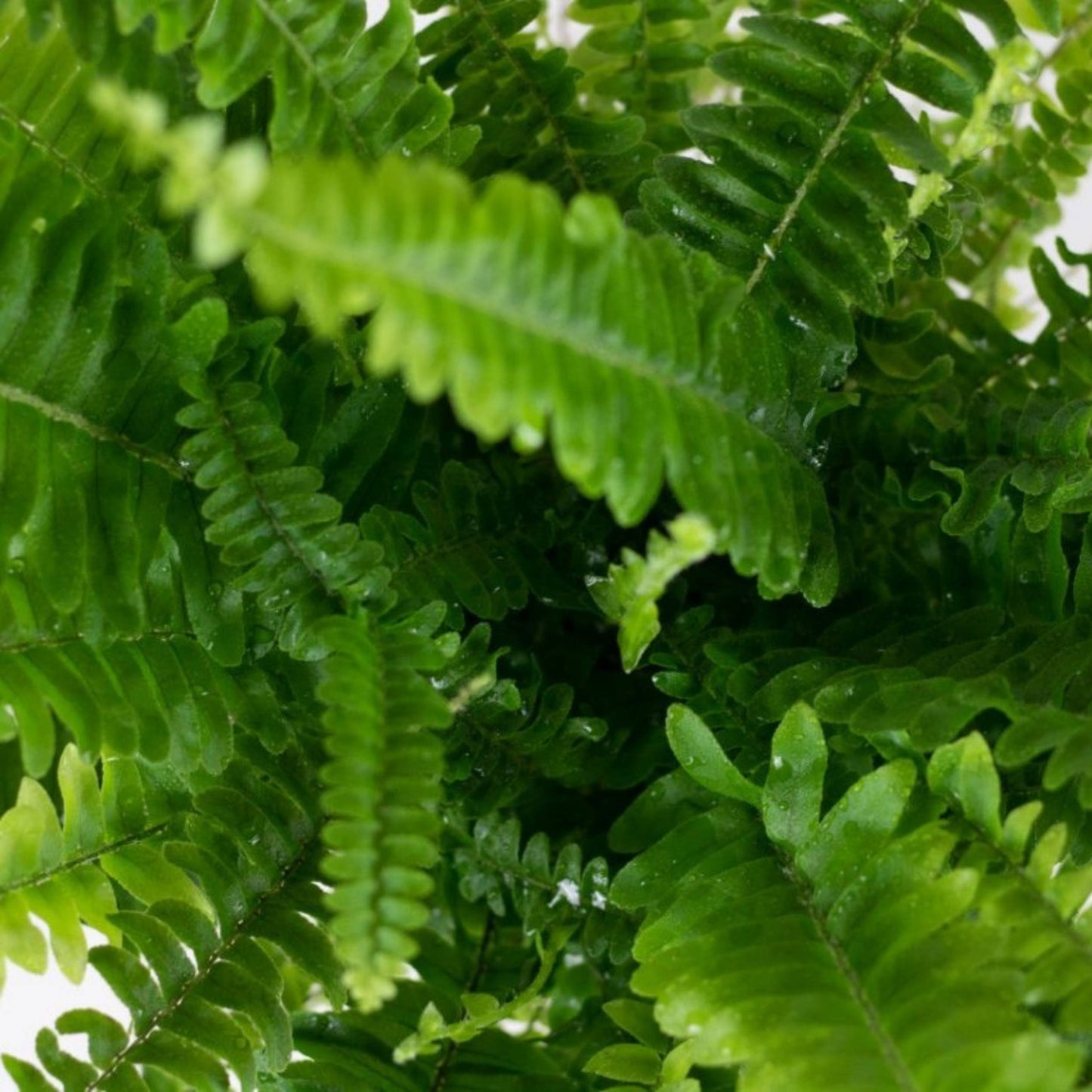 American Fern