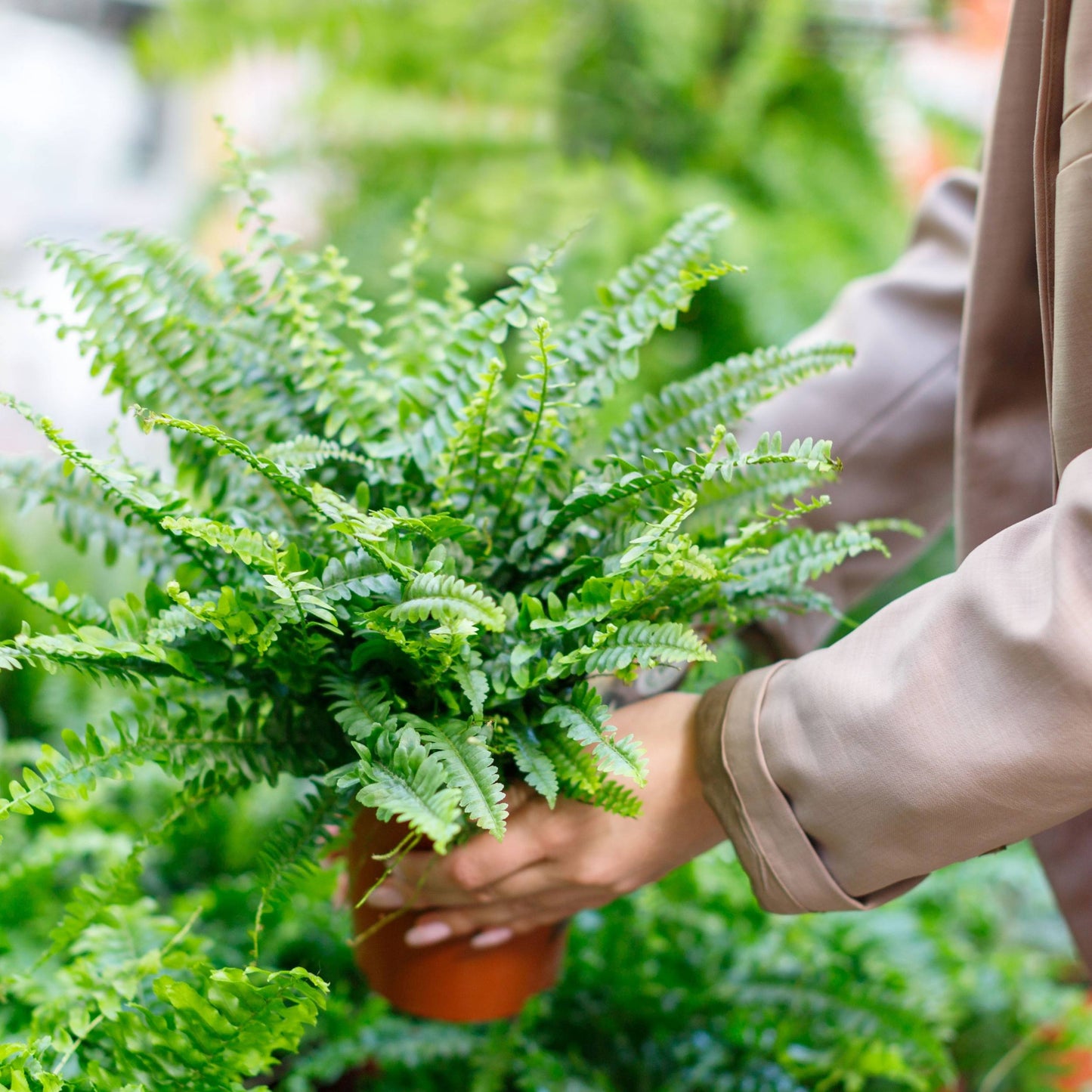 American Fern