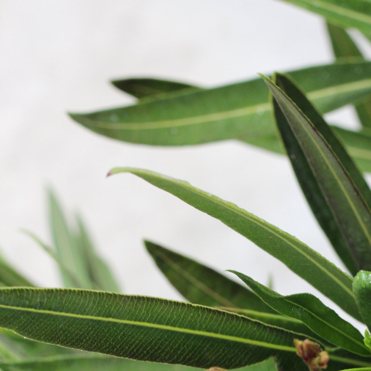 Nerium Oleander | Loendro