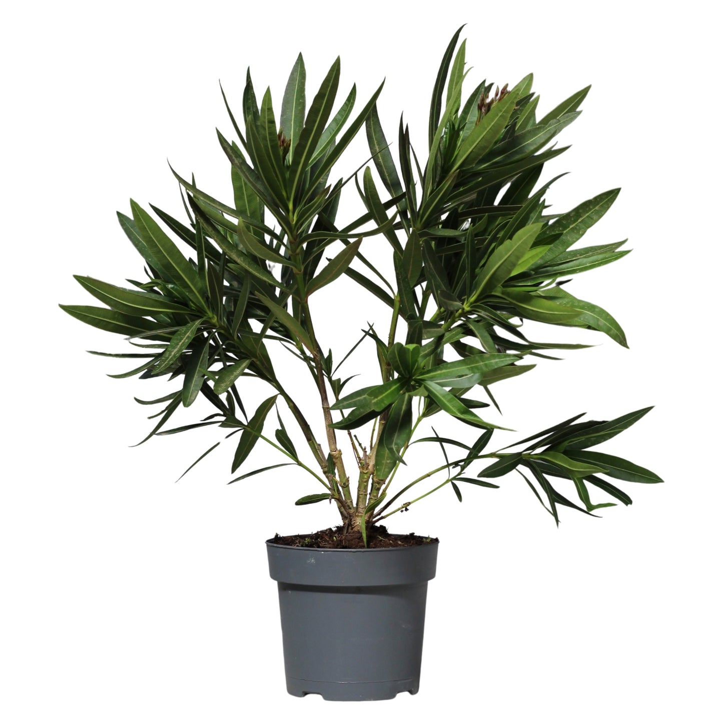 Nerium Oleander | Loendro