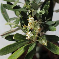 Olive Tree