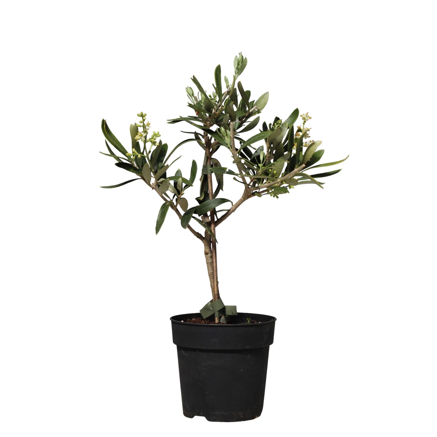 Olive Tree