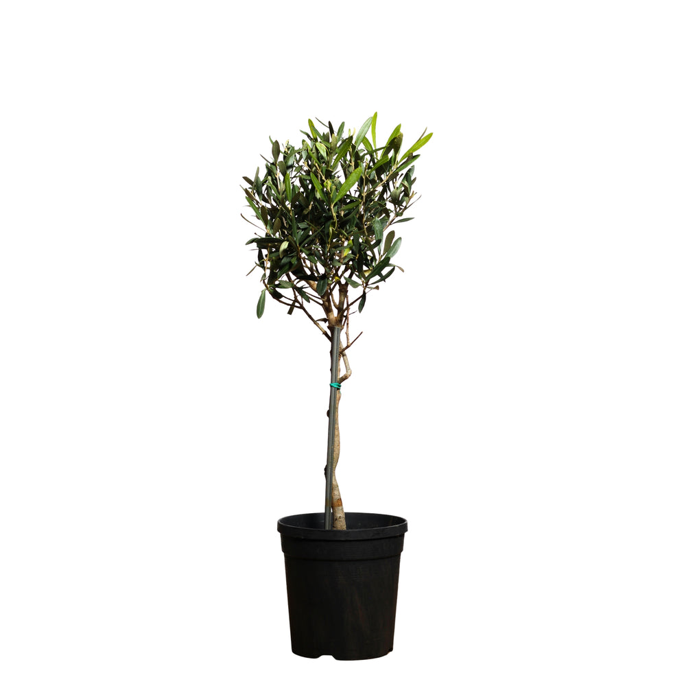 Oliveira