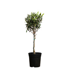 Olive Tree