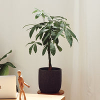 Pachira com Vaso Atlas