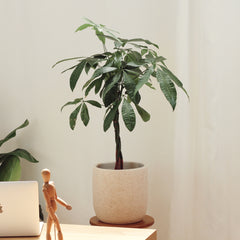 Pachira con Maceta Atlas