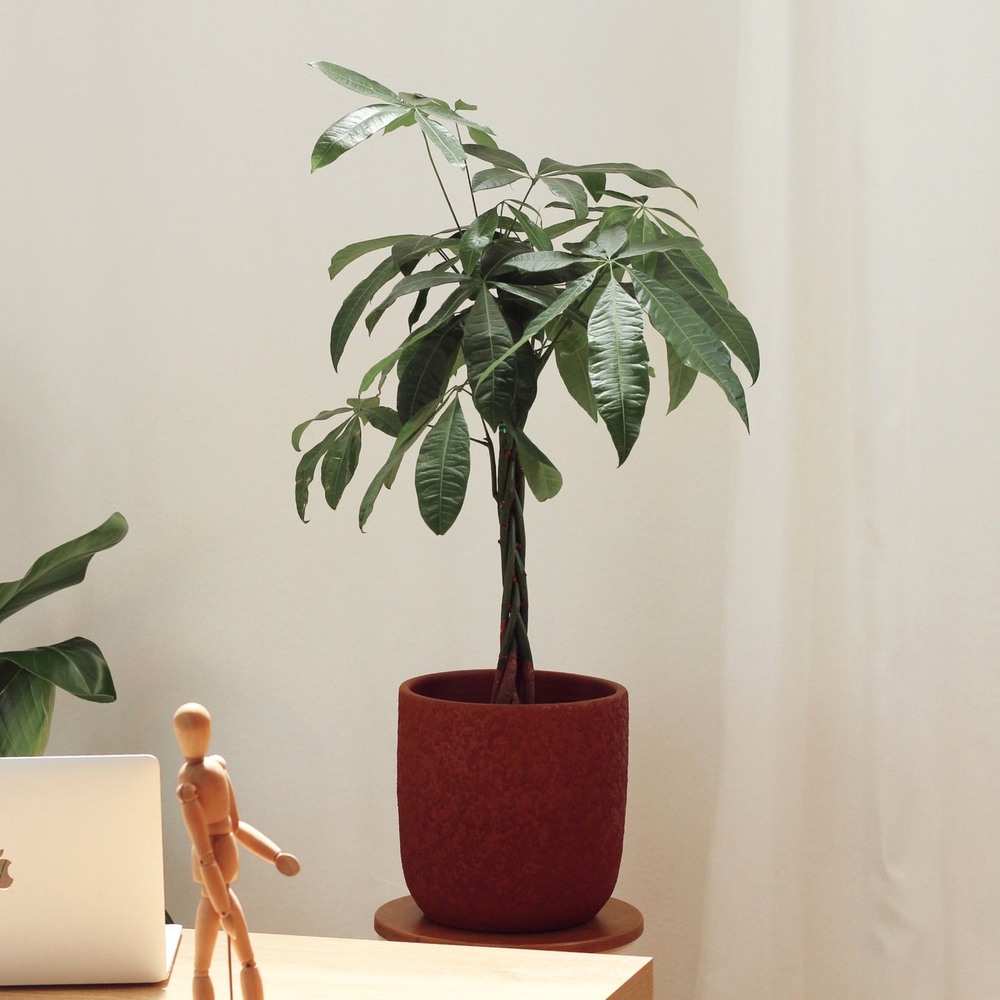 Pachira com Vaso Atlas