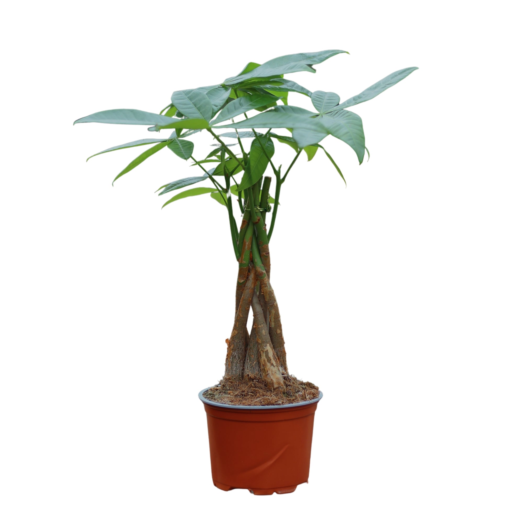 Pachira Aquatica