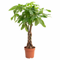 Money Tree