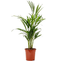 Palmera Areca