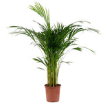 palmeira areca vaso producao bioma plants