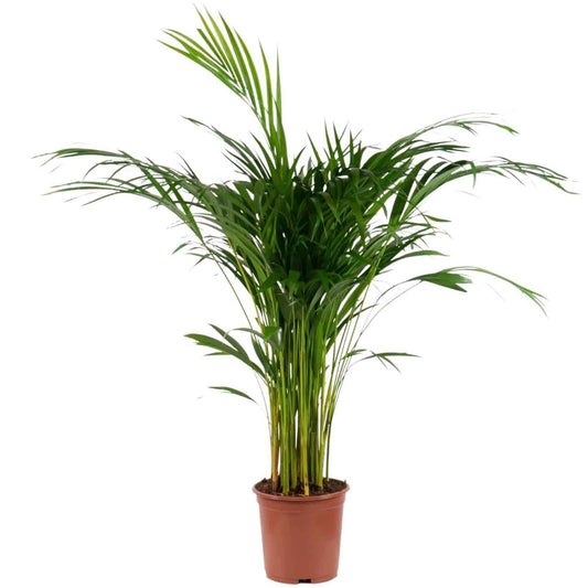 planta de interior resistente fácil de cuidar palmeira areca dypsis lutescens com caules altos e elegantes e folhas finas em vaso de plástico