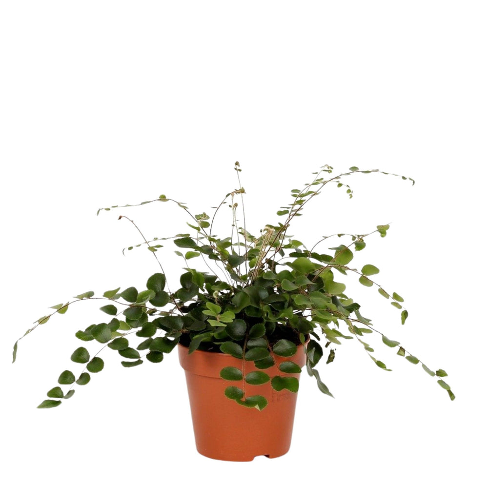 Round-Leaf Fern