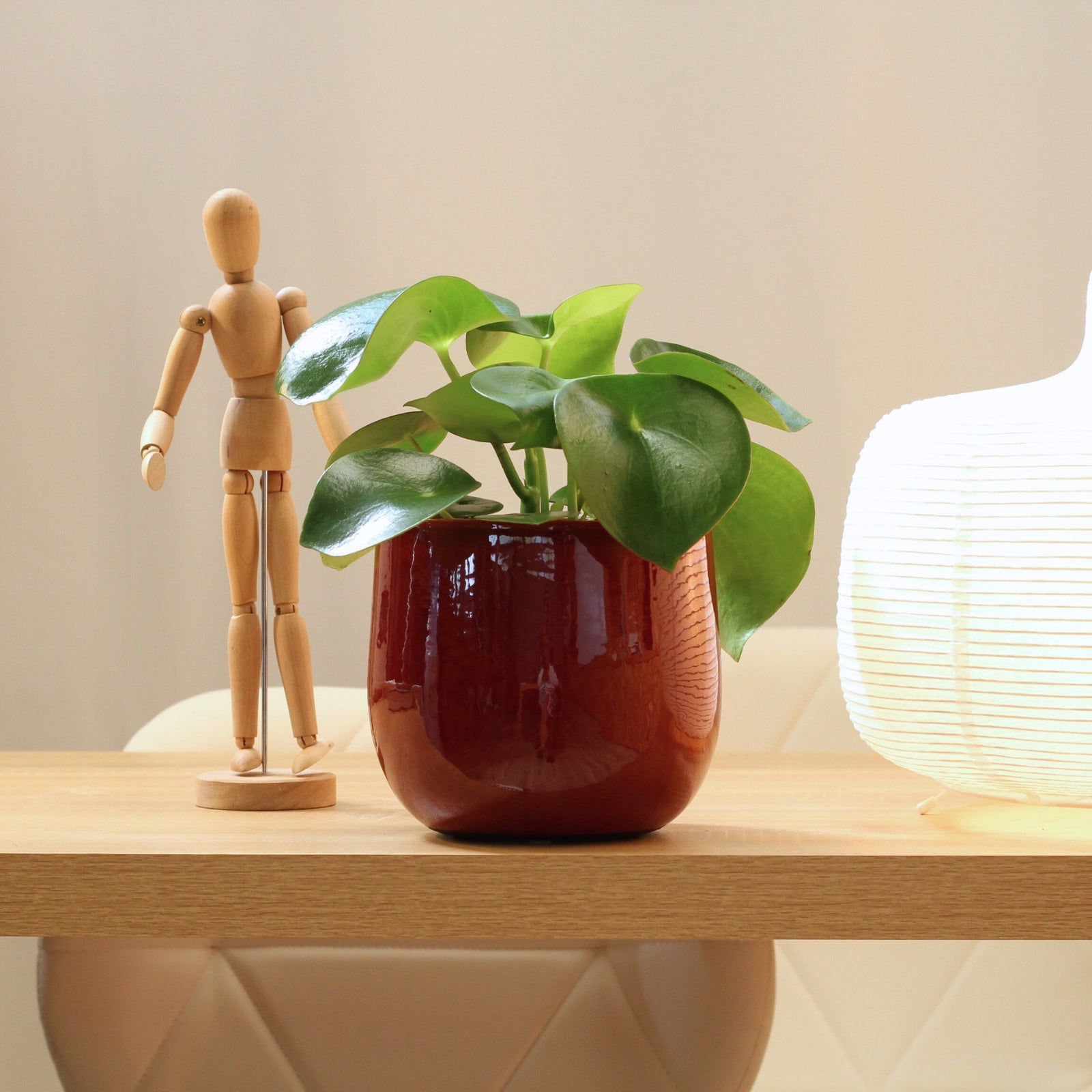 Peperomia Raindrop in a stylish planter beside a wooden mannequin and lamp, adding elegance to interior decor.