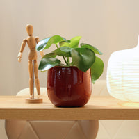 Peperomia Raindrop in a stylish planter beside a wooden mannequin and lamp, adding elegance to interior decor.