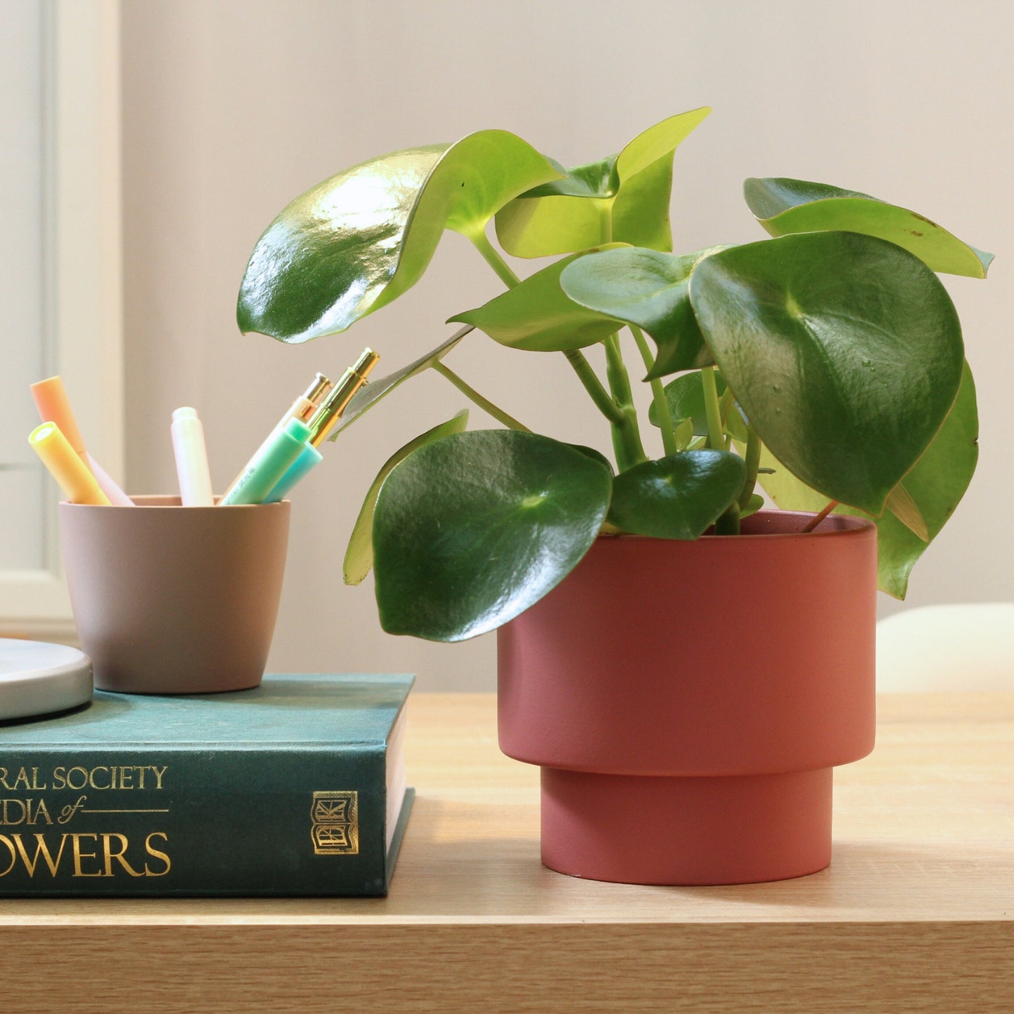 Peperomia Raindrop in a modern planter on a wooden table with stationery and a book in the background.