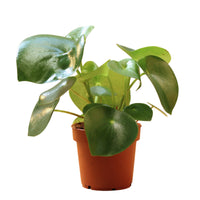 Peperomia Raindrop plant in a small pot showcasing elegant raindrop-shaped leaves.