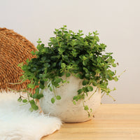 Peperomia Rotundifolia