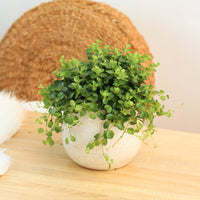 Peperomia Rotundifolia