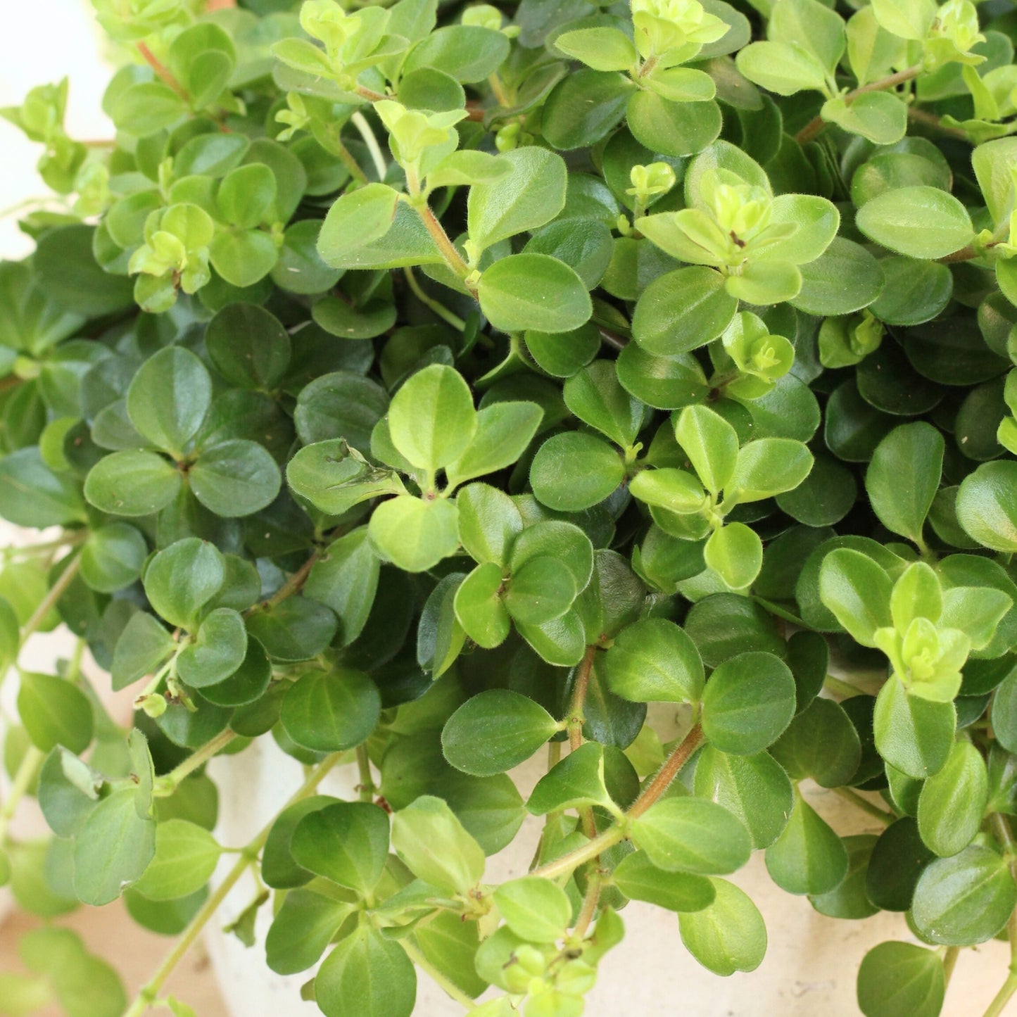 Peperomia Rotundifolia