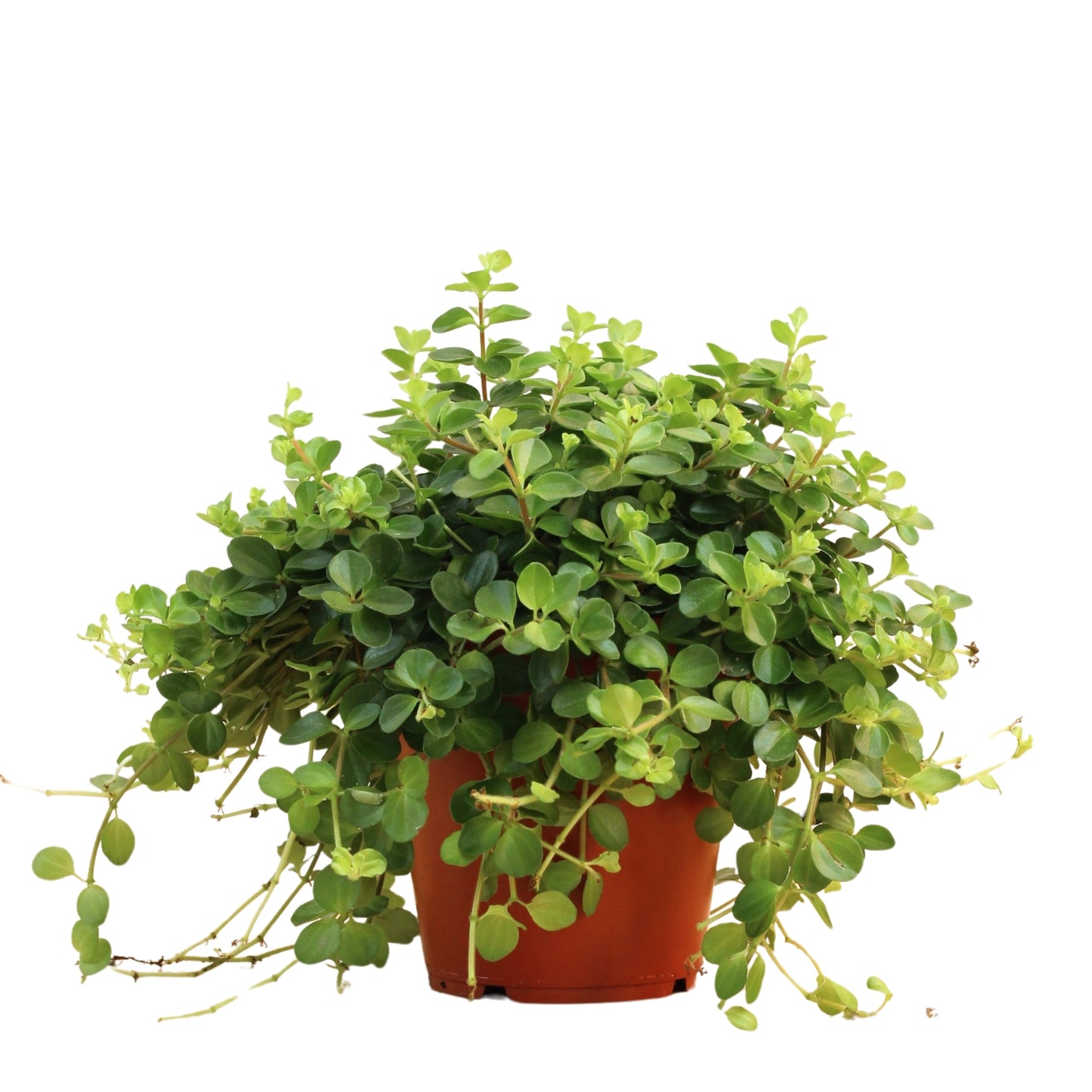 Peperomia Rotundifolia