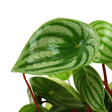 Watermelon Peperomia