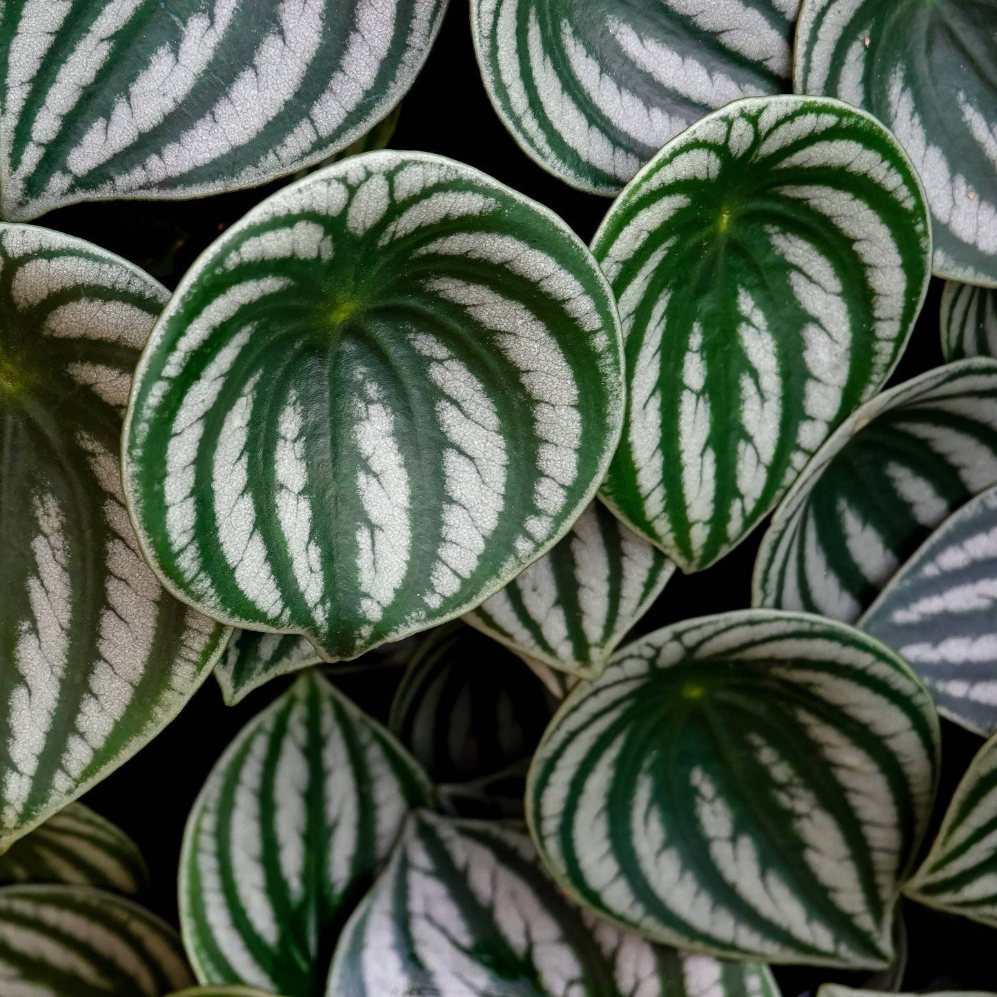 Watermelon Peperomia