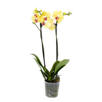 Yellow Phalaenopsis Orchid