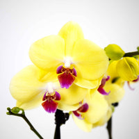 Yellow Phalaenopsis Orchid