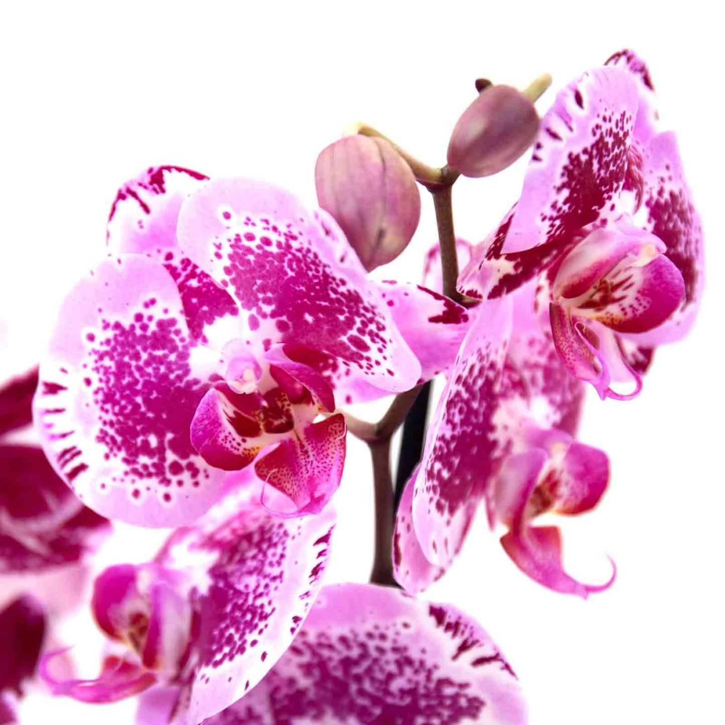 Orquídea Phalaenopsis Pintada