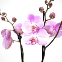 Pink Phalaenopsis Orchid