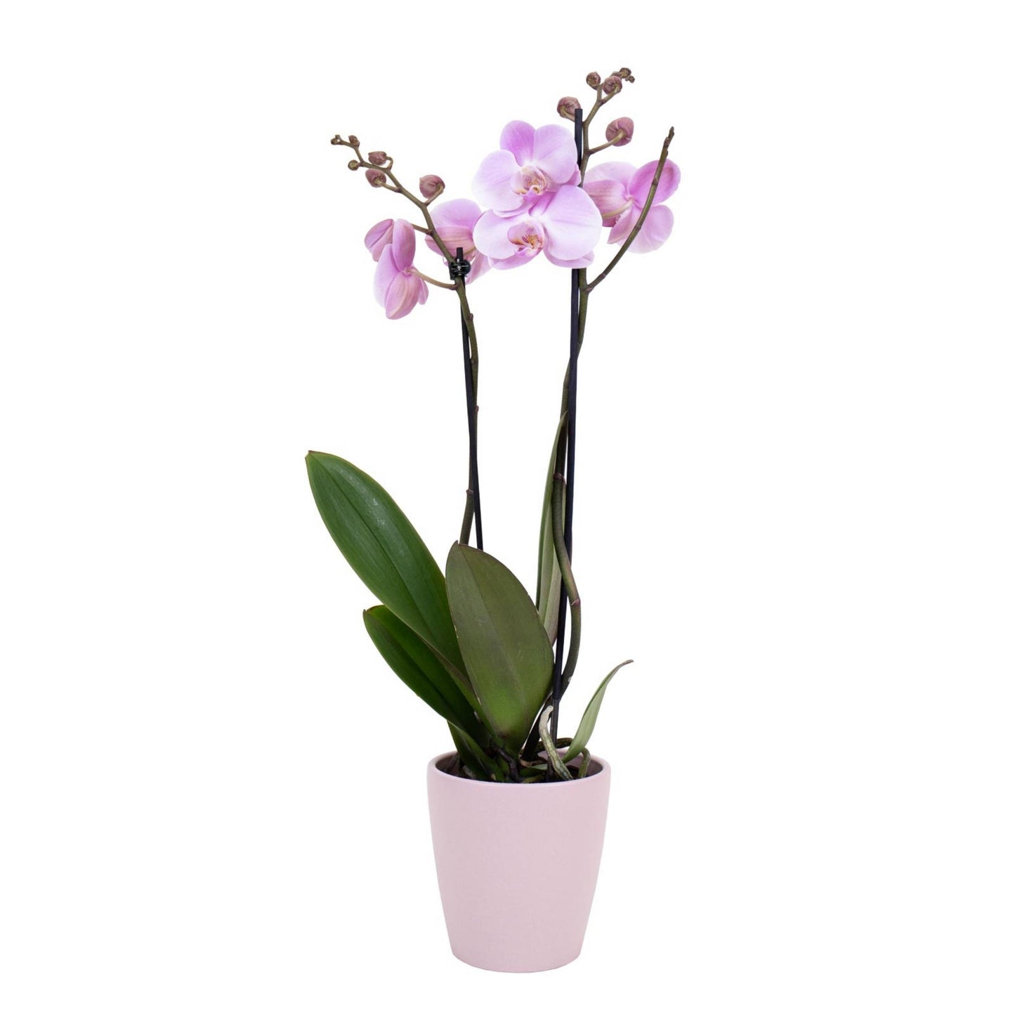 Pink Phalaenopsis Orchid