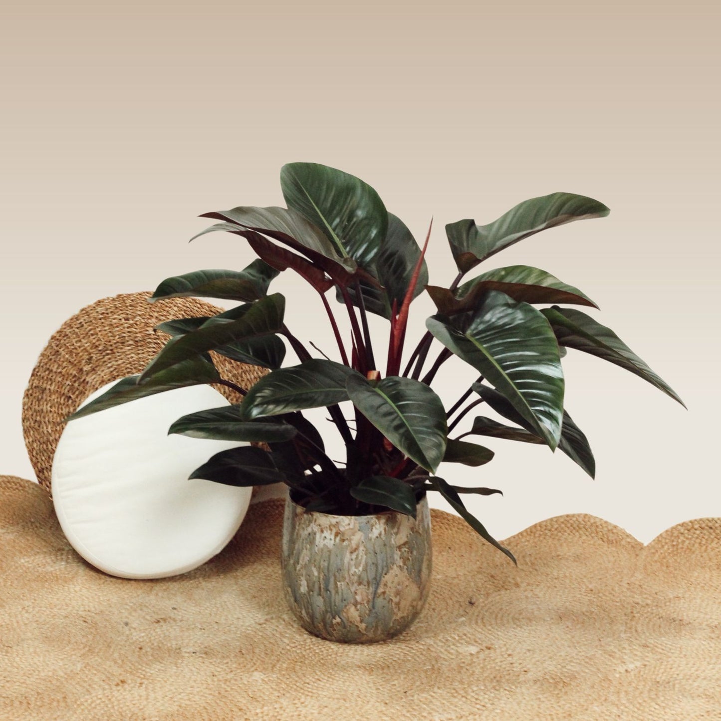Philodendron Congo Red in an elegant pot, showcasing glossy red-tinged leaves and deep green shades.